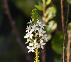 Olearia ramulosa