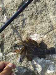 Sebastes rastrelliger