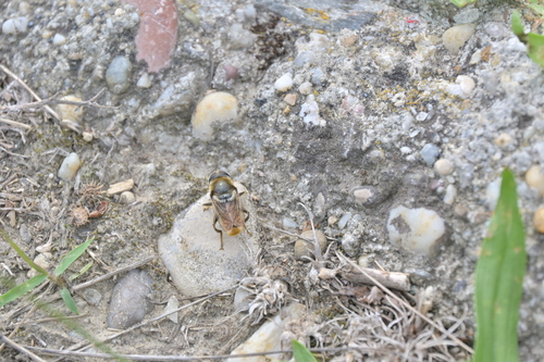 Merodon analis