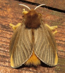 Megalopyge hina