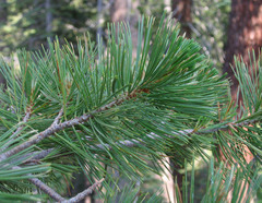 Pinus monticola