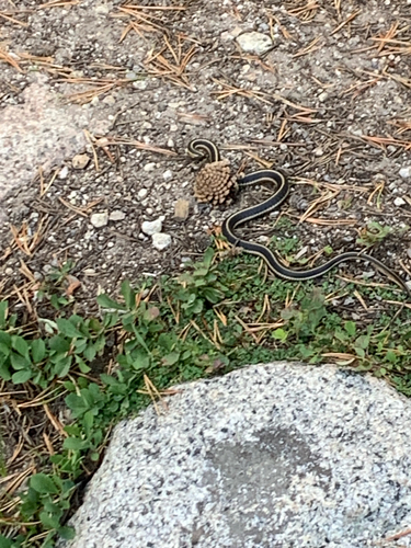 iNaturalist observation photo of Western Terrestrial Garter Snake