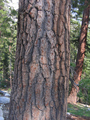 Pinus monticola
