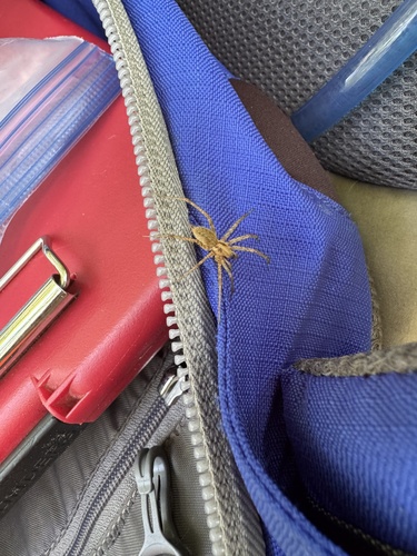 Photo of Utah Funnelweb Spider (Agelenopsis utahana)