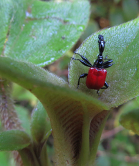Trachelophorus giraffa