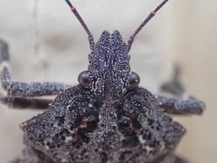Brochymena affinis
