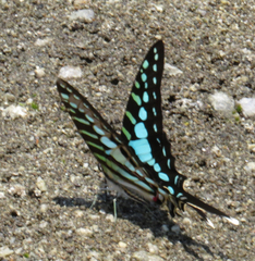 Graphium policenes