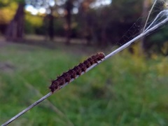 Acronicta insularis