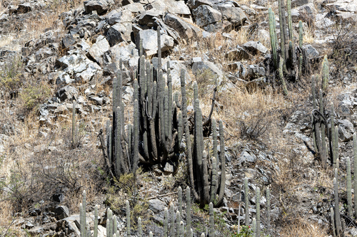 Weberbauerocereus rauhii, photograph 6