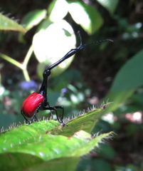 Trachelophorus giraffa