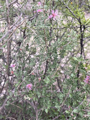 Mimosa emoryana