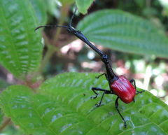 Trachelophorus giraffa