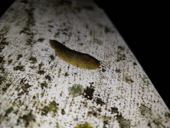 Athoracophorus papillatus