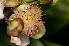 Tetracera indica