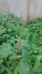 Amaranthus dubius