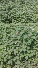 Amaranthus dubius