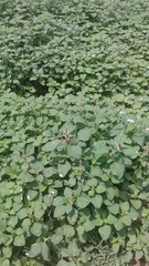 Amaranthus dubius