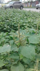 Amaranthus dubius