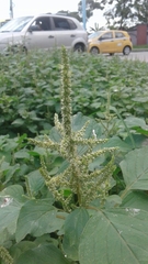Amaranthus dubius