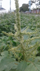 Amaranthus dubius