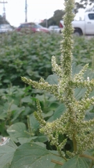 Amaranthus dubius