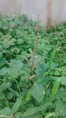 Amaranthus dubius