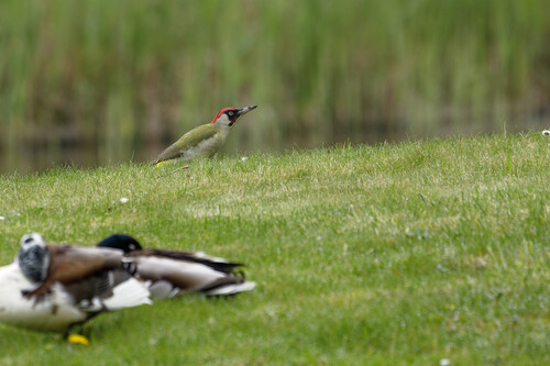 Eurasian Green Woodpecker, Nieuwe Niedorp, Netherlands, photo 9 of 10