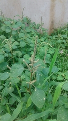 Amaranthus dubius