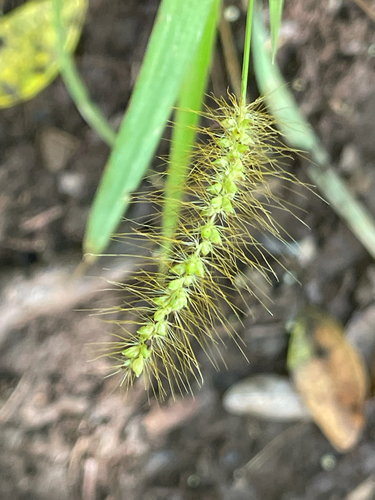 Setaria parviflora observed 2025-07-19