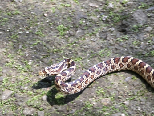 Green Rat Snake