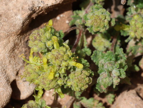 Teucrium luteum