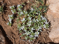 Arenaria armerina