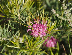 Grevillea confertifolia