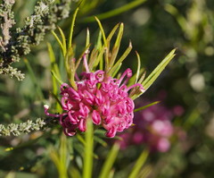 Grevillea confertifolia