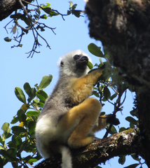 Propithecus diadema