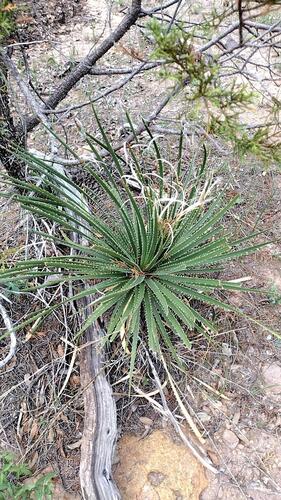 Dasylirion occidentalis