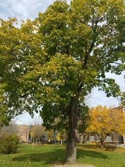 Acer