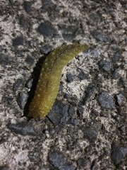 Athoracophorus papillatus