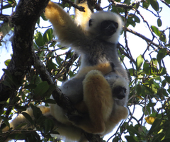 Propithecus diadema