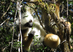 Propithecus diadema