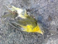 Leiothlypis ruficapilla