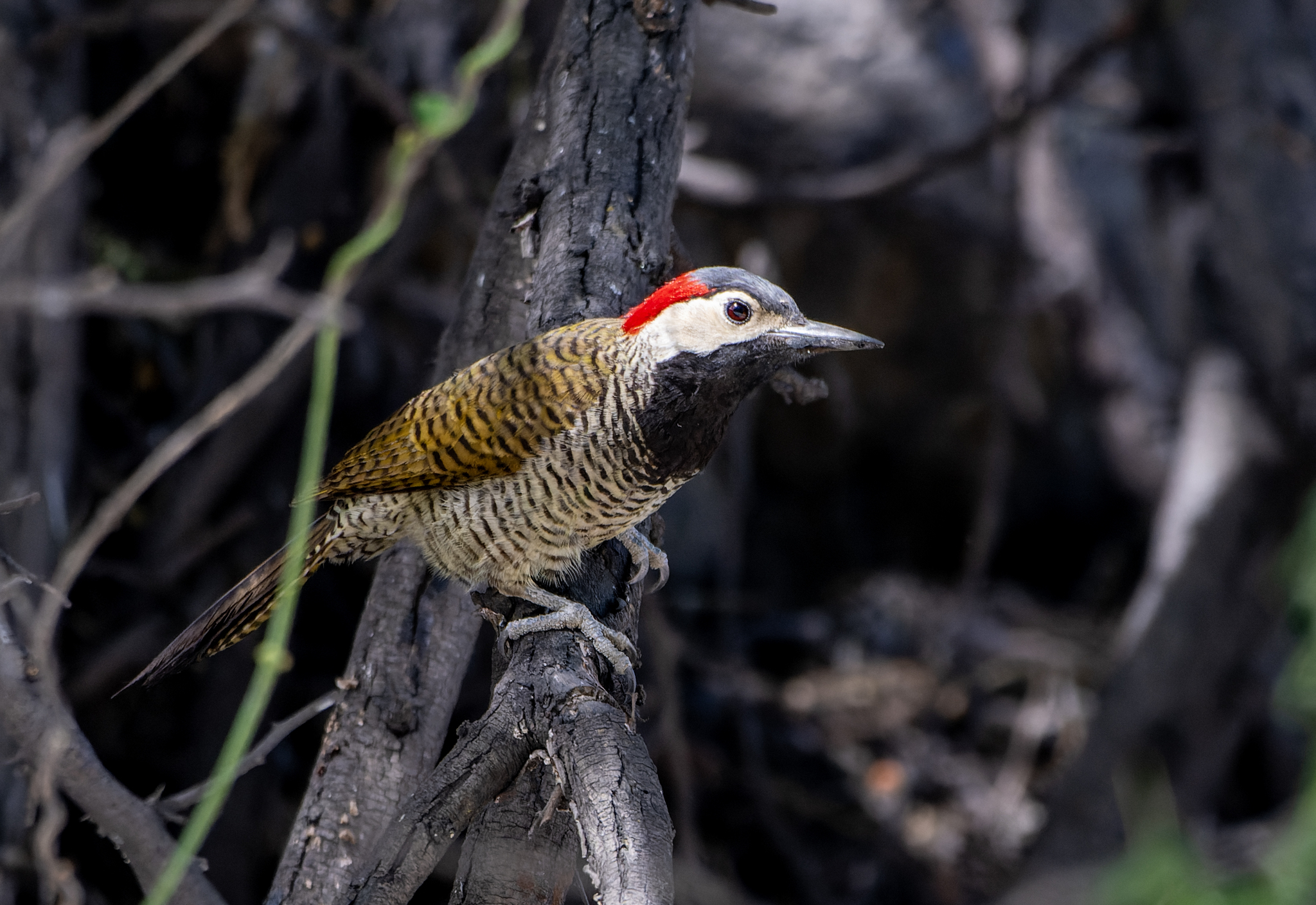 Black-necked Woodpecker (Colaptes atricollis), photo 4