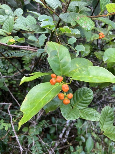 Myriopus maculatus observed 2025-07-22
