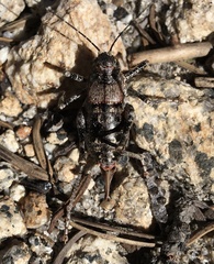 Phymonotus jacintotopos
