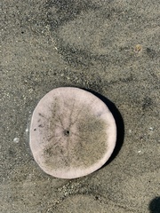 Dendraster excentricus