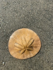 Dendraster excentricus