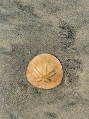 Dendraster excentricus