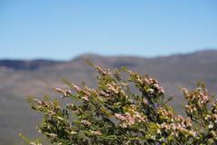 Thryptomene calycina