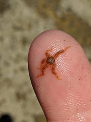 Ophiactoidea