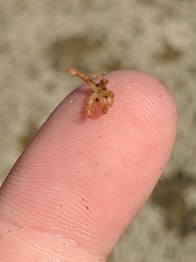 Ophiactoidea